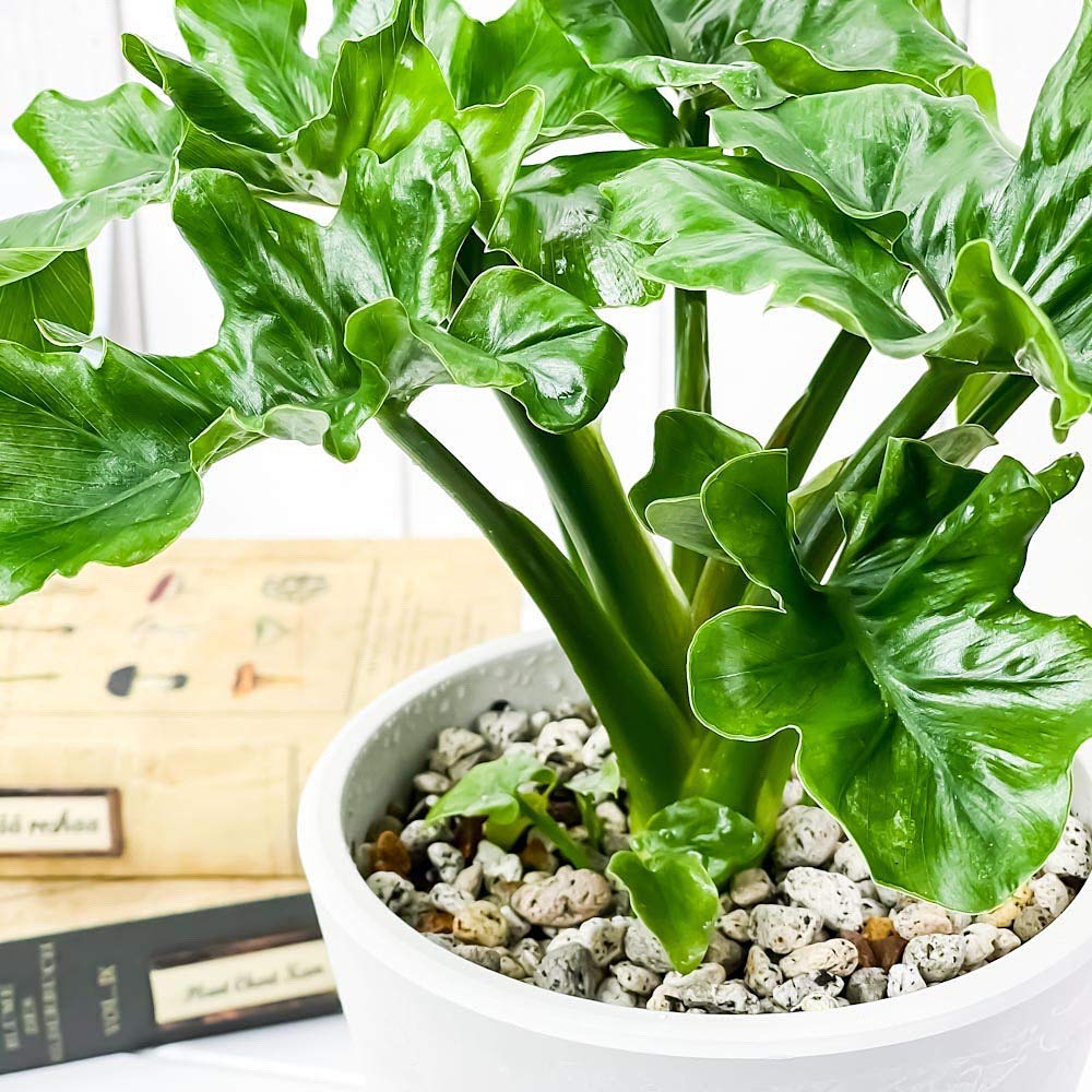 た*ま様 5株セットL046selloum Var フィロデンドロン・セローム・ 5株